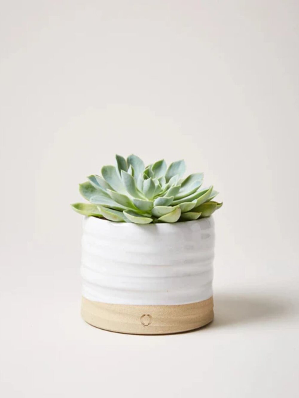 Farmhouse Pottery Trunk Garden Pot